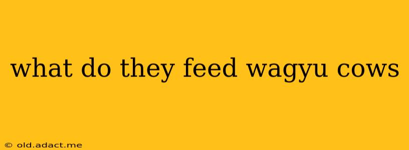 what do they feed wagyu cows