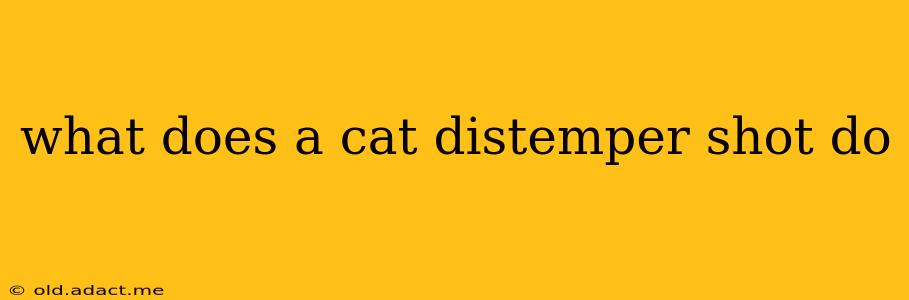 what does a cat distemper shot do