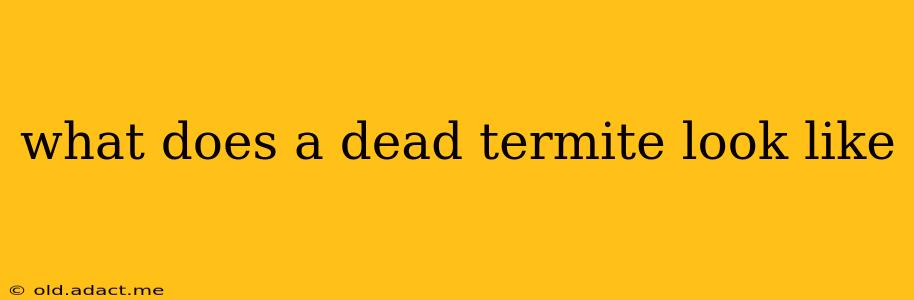 what does a dead termite look like
