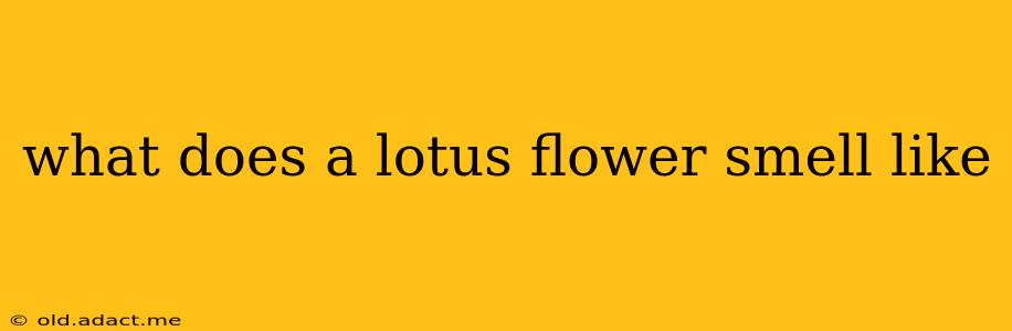 what does a lotus flower smell like