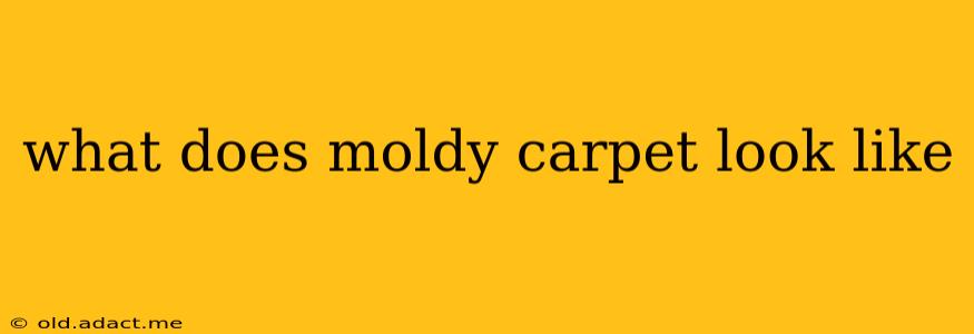 what does moldy carpet look like