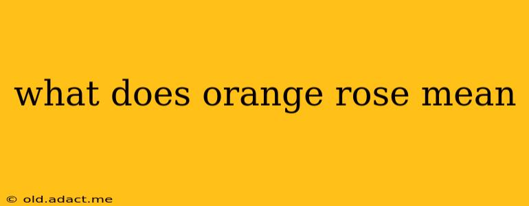 what does orange rose mean
