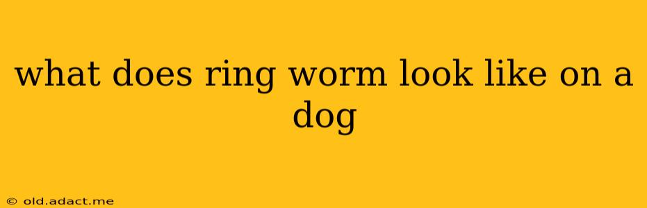 what does ring worm look like on a dog