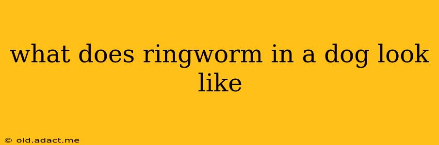 what does ringworm in a dog look like