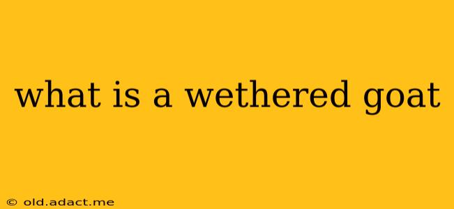what is a wethered goat