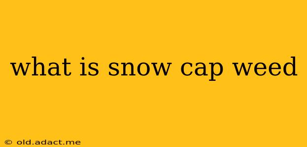 what is snow cap weed