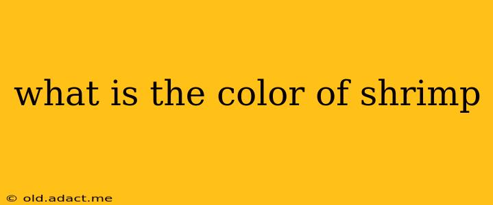 what is the color of shrimp