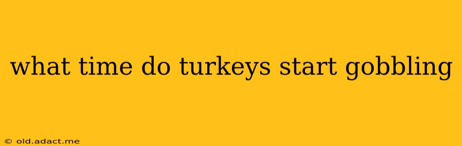 what time do turkeys start gobbling