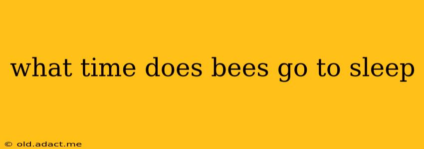 what time does bees go to sleep