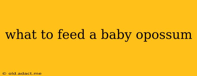 what to feed a baby opossum