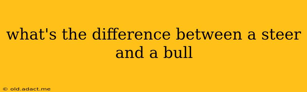 what's the difference between a steer and a bull