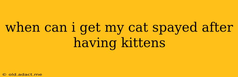 when can i get my cat spayed after having kittens