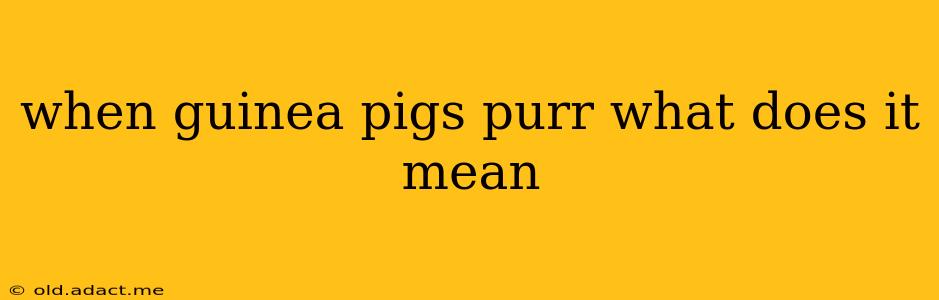 when guinea pigs purr what does it mean