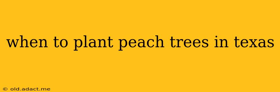 when to plant peach trees in texas