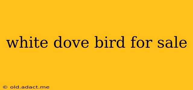 white dove bird for sale