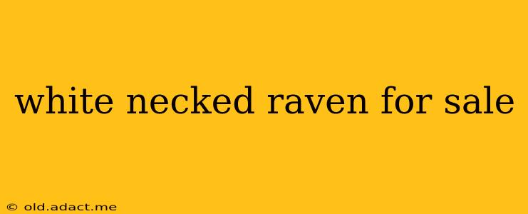 white necked raven for sale