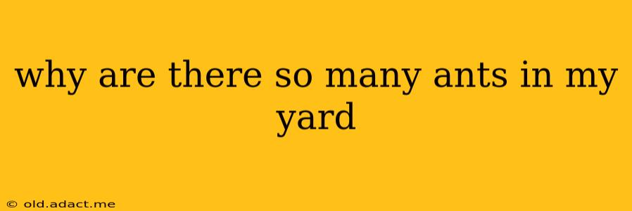 why are there so many ants in my yard