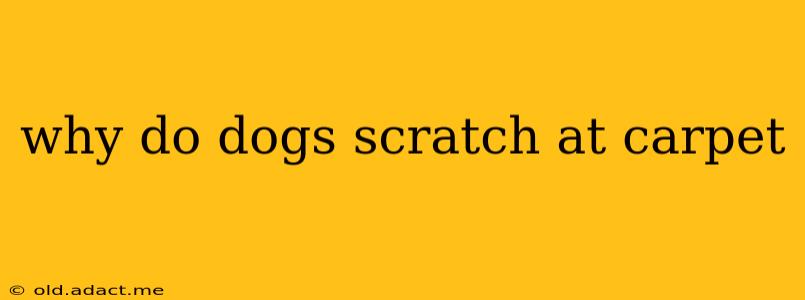 why do dogs scratch at carpet