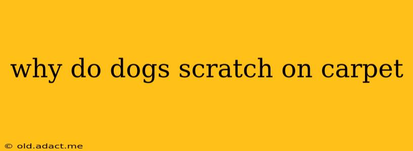 why do dogs scratch on carpet