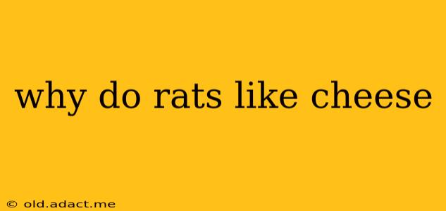 why do rats like cheese