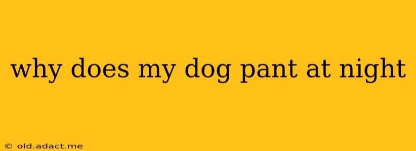 why does my dog pant at night