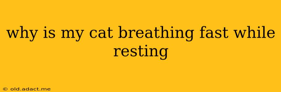 why is my cat breathing fast while resting