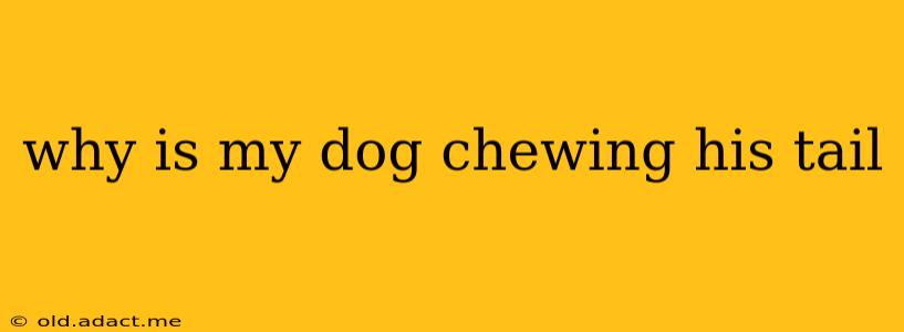 why is my dog chewing his tail