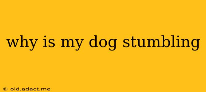 why is my dog stumbling