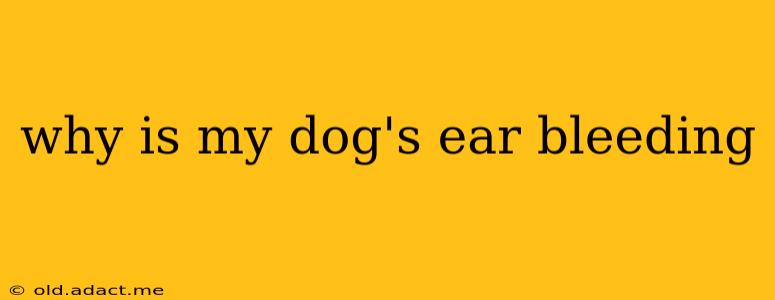 why is my dog's ear bleeding