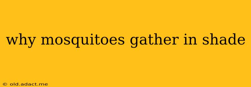 why mosquitoes gather in shade