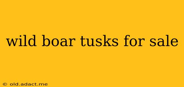 wild boar tusks for sale