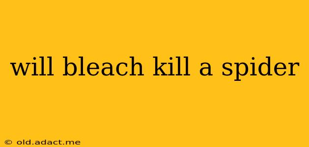 will bleach kill a spider