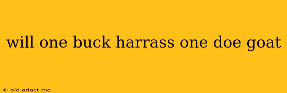 will one buck harrass one doe goat