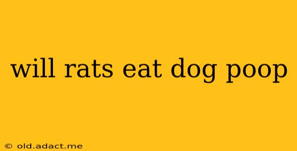 will rats eat dog poop