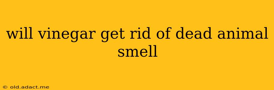will vinegar get rid of dead animal smell