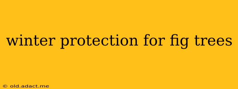 winter protection for fig trees