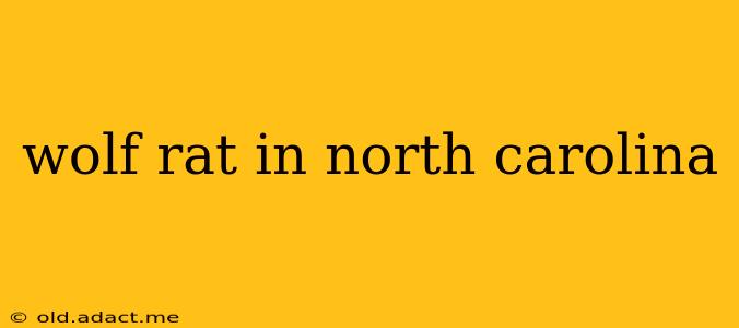 wolf rat in north carolina