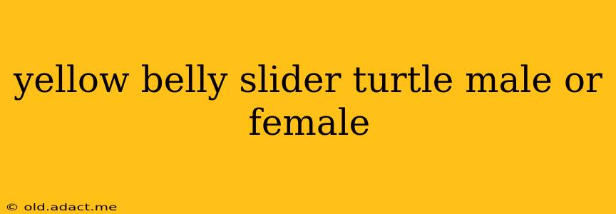 yellow belly slider turtle male or female