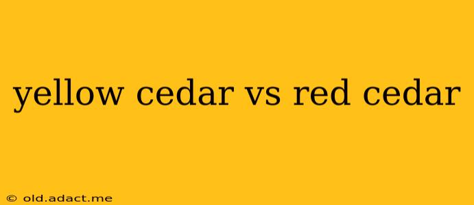 yellow cedar vs red cedar