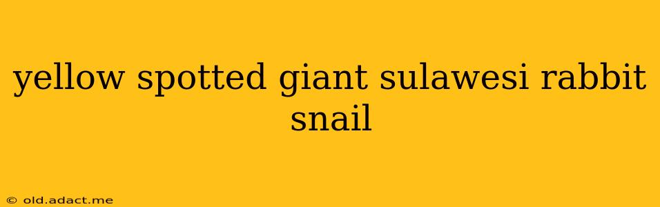 yellow spotted giant sulawesi rabbit snail